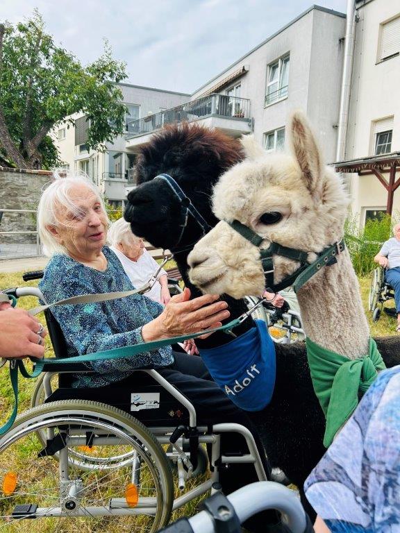 Besuch der Alpakas im Altenpflegeheim