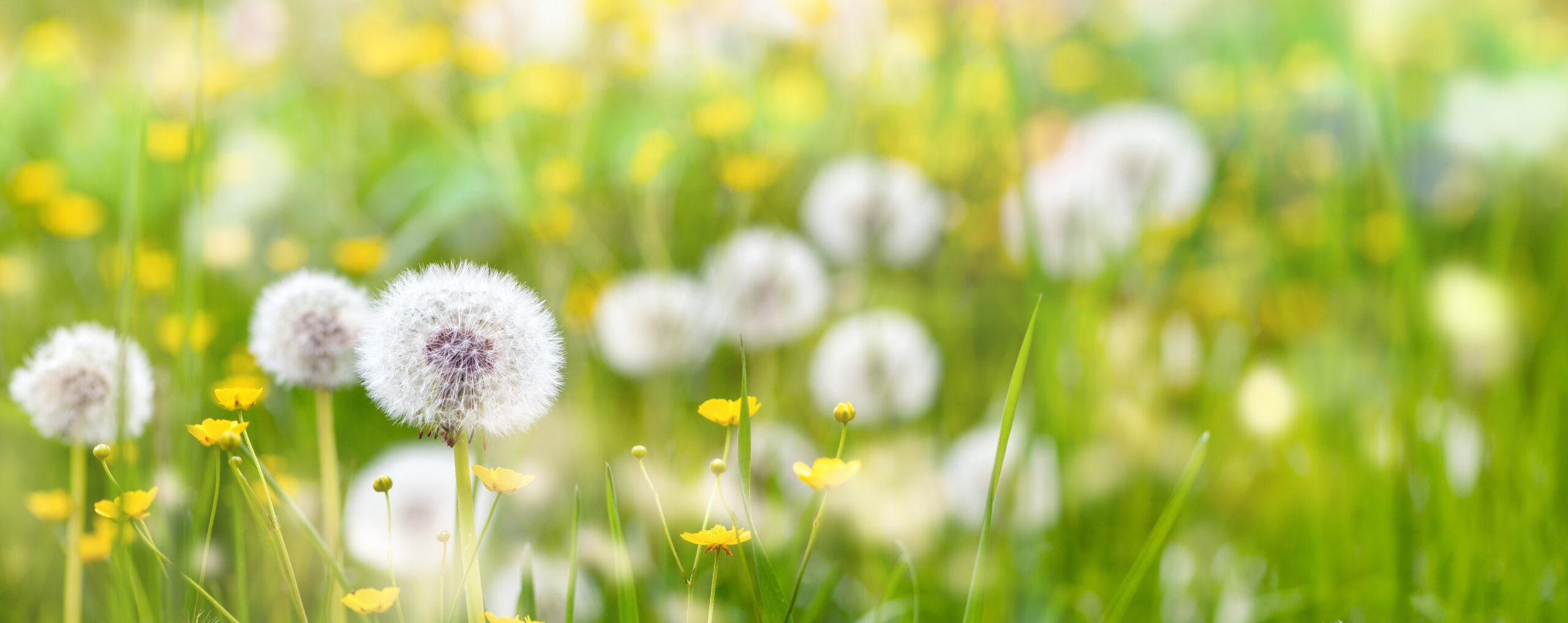 Pusteblumen auf einer Wiese mit Butterblumen