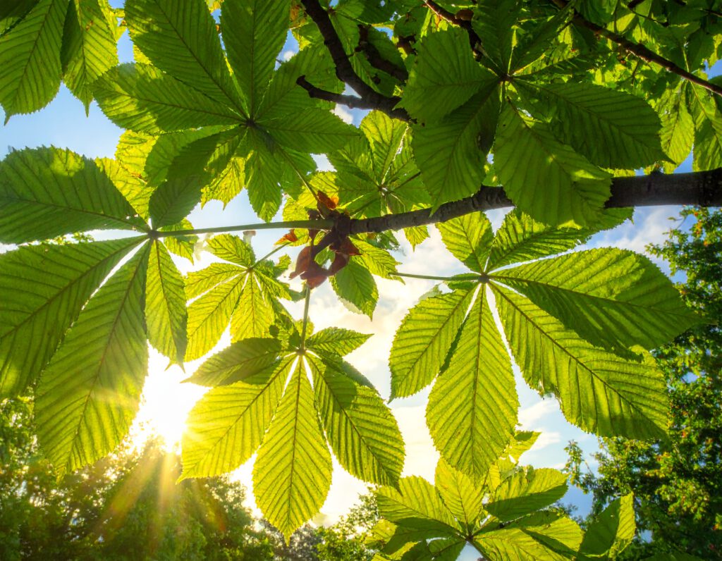 Grüne Kastanienblätter im Gegenlicht, Sonne scheint durch die Baumkrone.